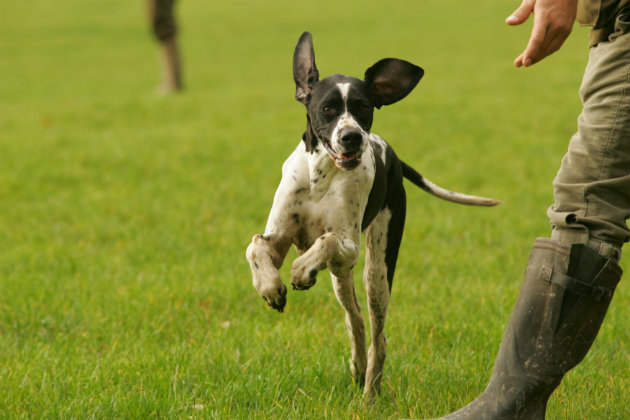 English pointer