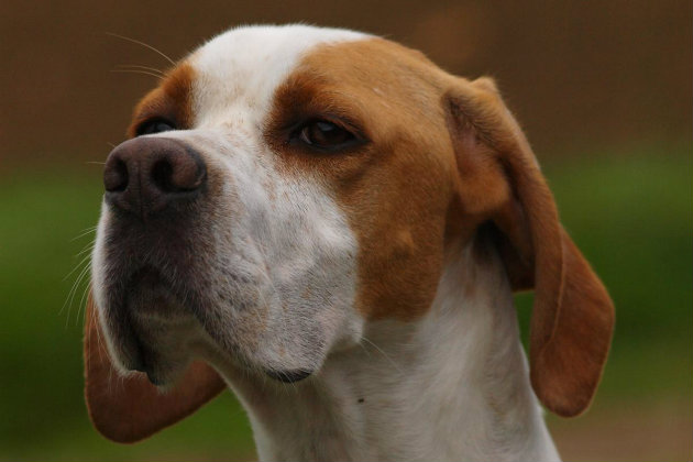 An English pointer