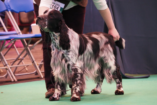 English springer at Crufts