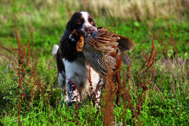 Favourite gundog photographs