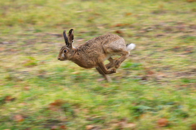 Ban on brown hare shooting looms