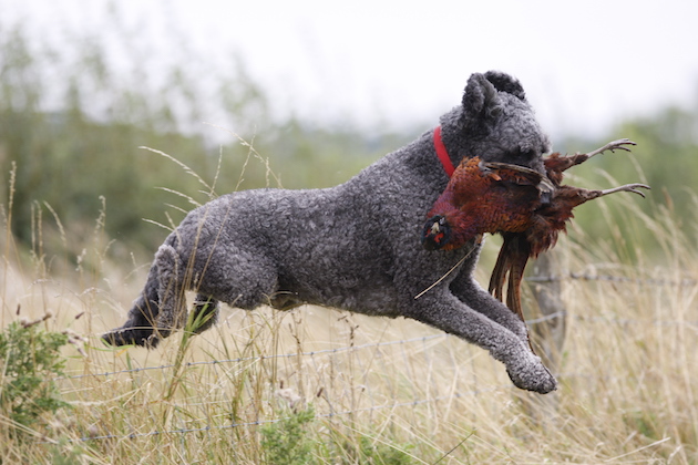 Labradoodle gundog 