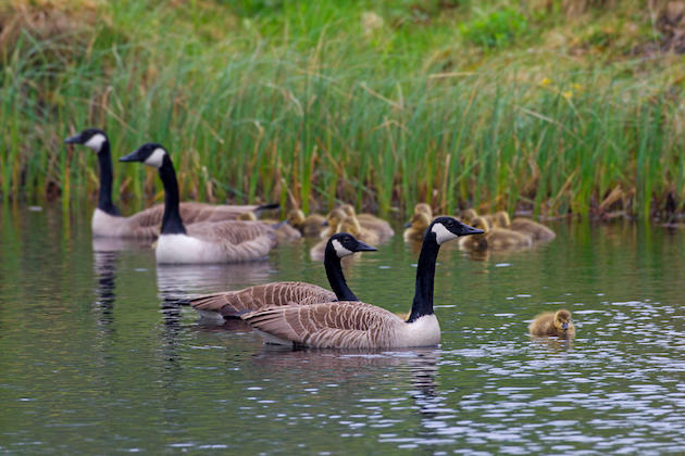 geese and goslings 