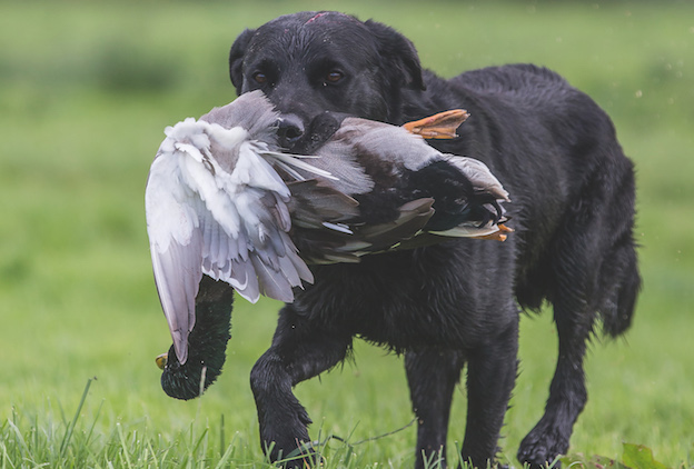 Black Labrador with duck