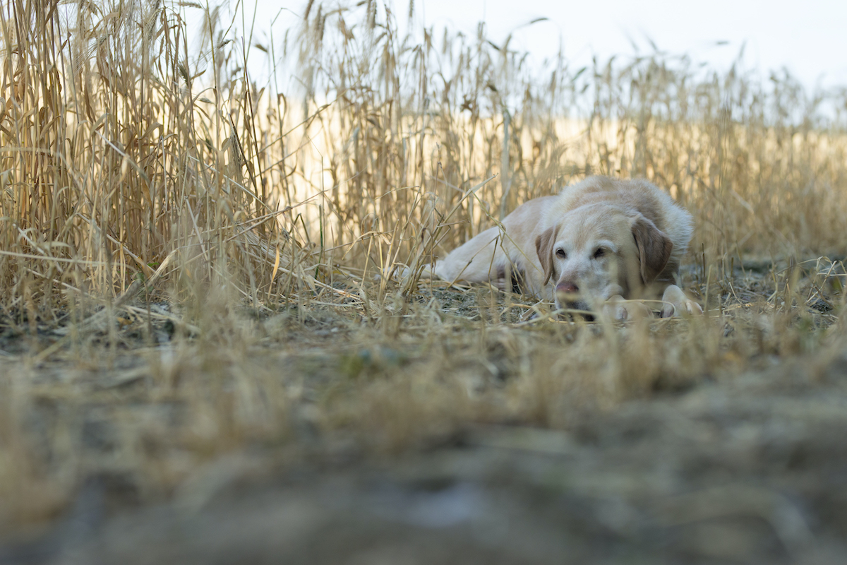 Dog collapsing: what causes it and what should you do if it happens?