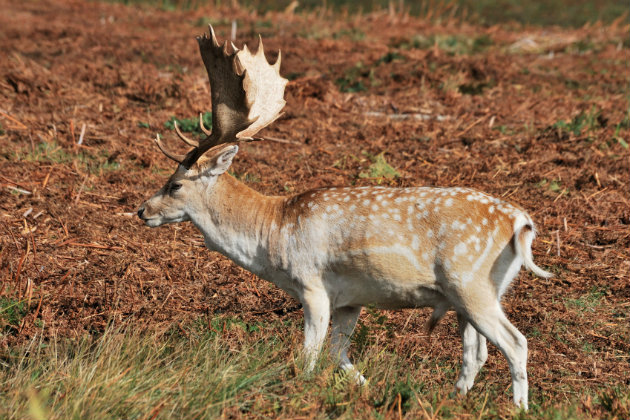 Fallow deer buck