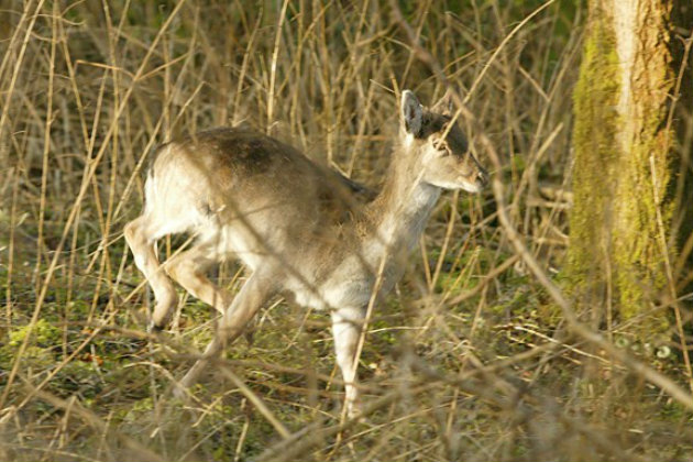 Fallow doe