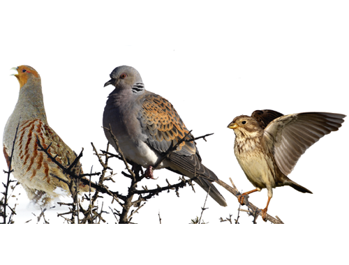 Famous farmland birds in danger of extinction