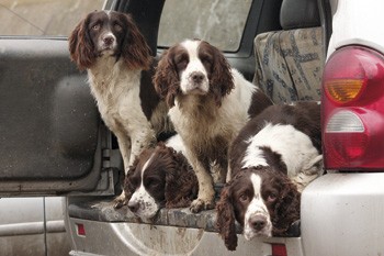 Stop your gundogs getting fat