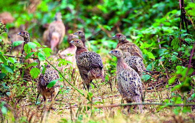 Guidance for shoots releasing birds on or near European protected sites