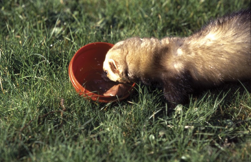 My ferret is too fat!