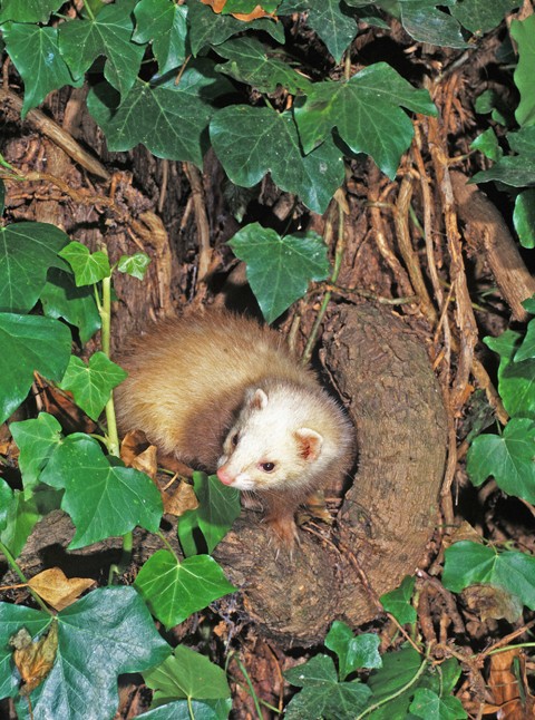 Portrait of a ferret as a gentle giant