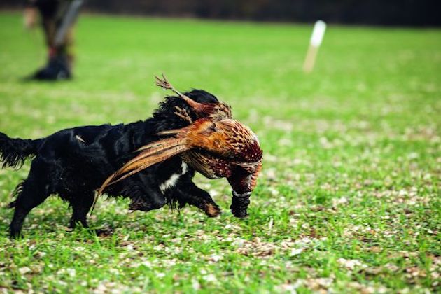 Gameshooting in Wiltshire &#8211; sport as it&#8217;s meant to be