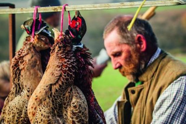 gameshooting in Wiltshire