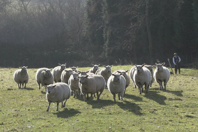 Field of sheep