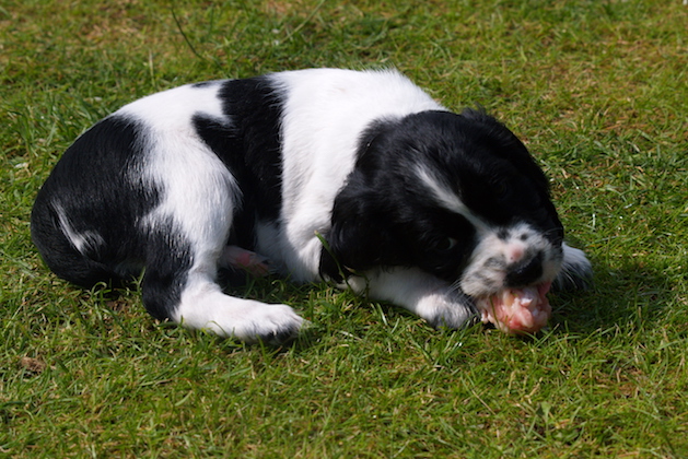 All about puppies and their teeth