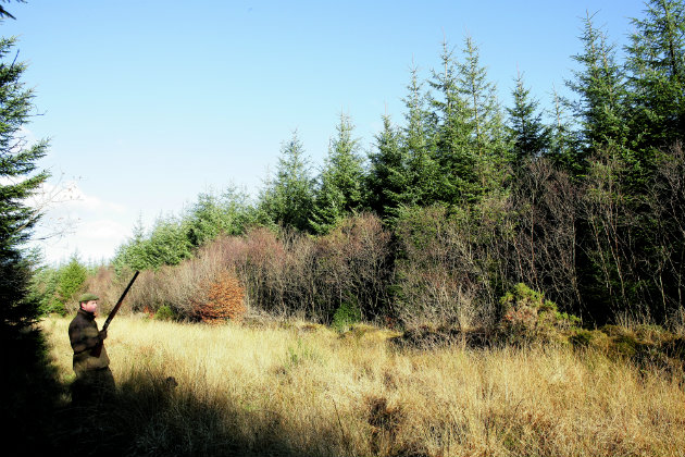 Late-season driven shooting