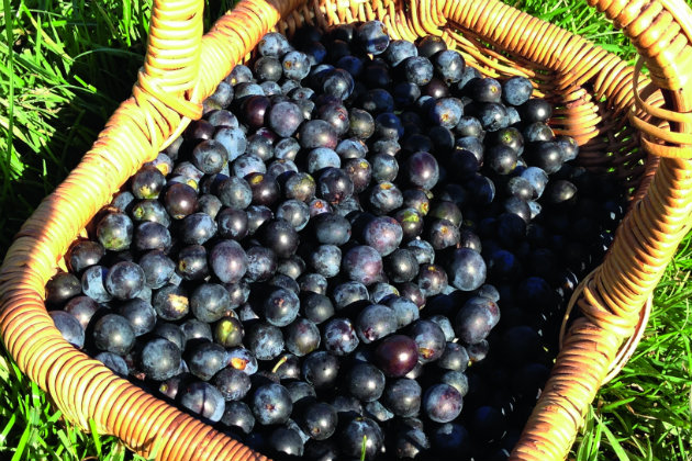 sloes in basket