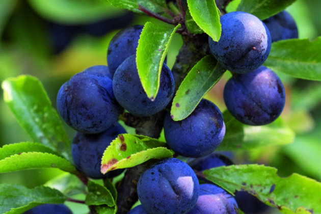 sloe berries on blackthorn