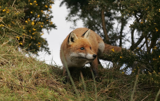 How can shoots keep their birds safe from predators?