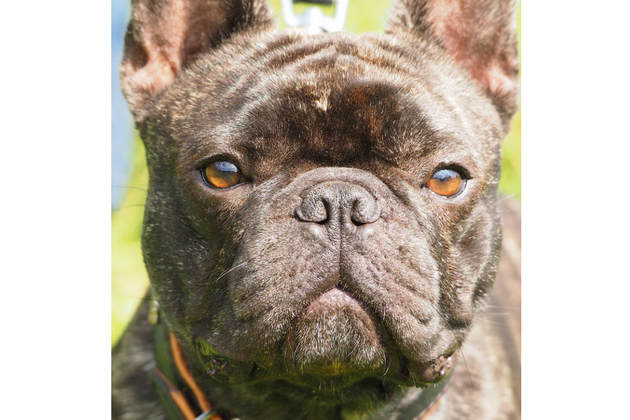 French bulldog