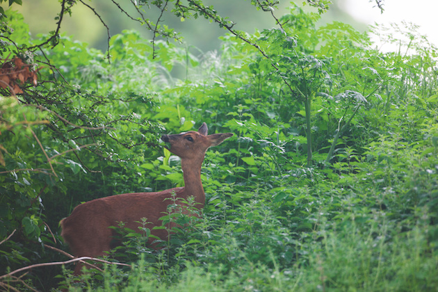 Roe deer