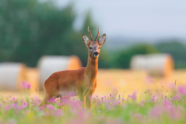 How to hunt down a stalking permission