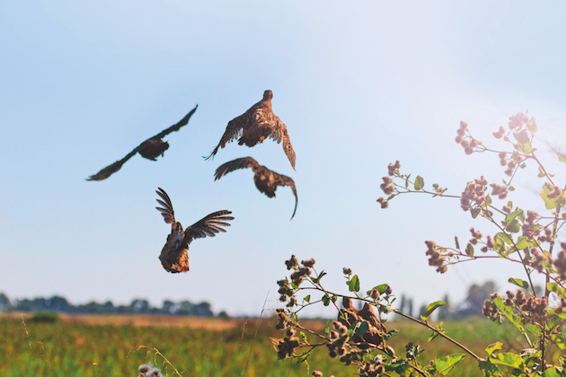 grey partridges