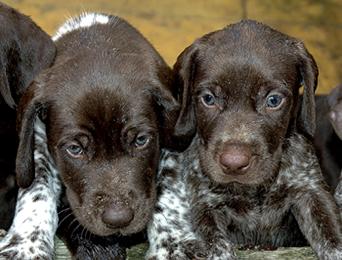 A &#8216;puppy parties&#8217; a good idea when gundog training?