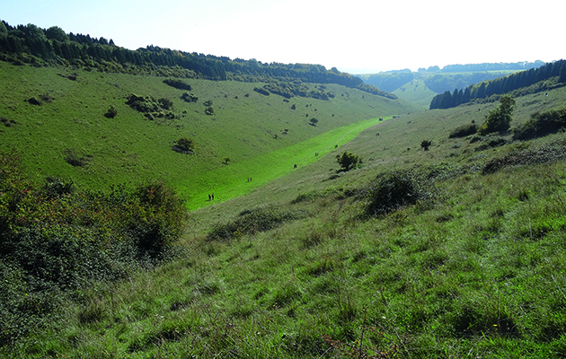 partridge shoots