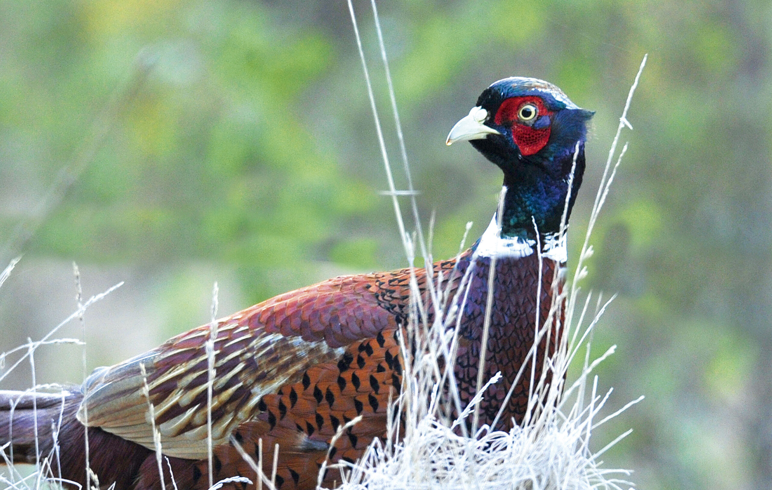 Game birds: What happens to the 35,000,000 released yearly?