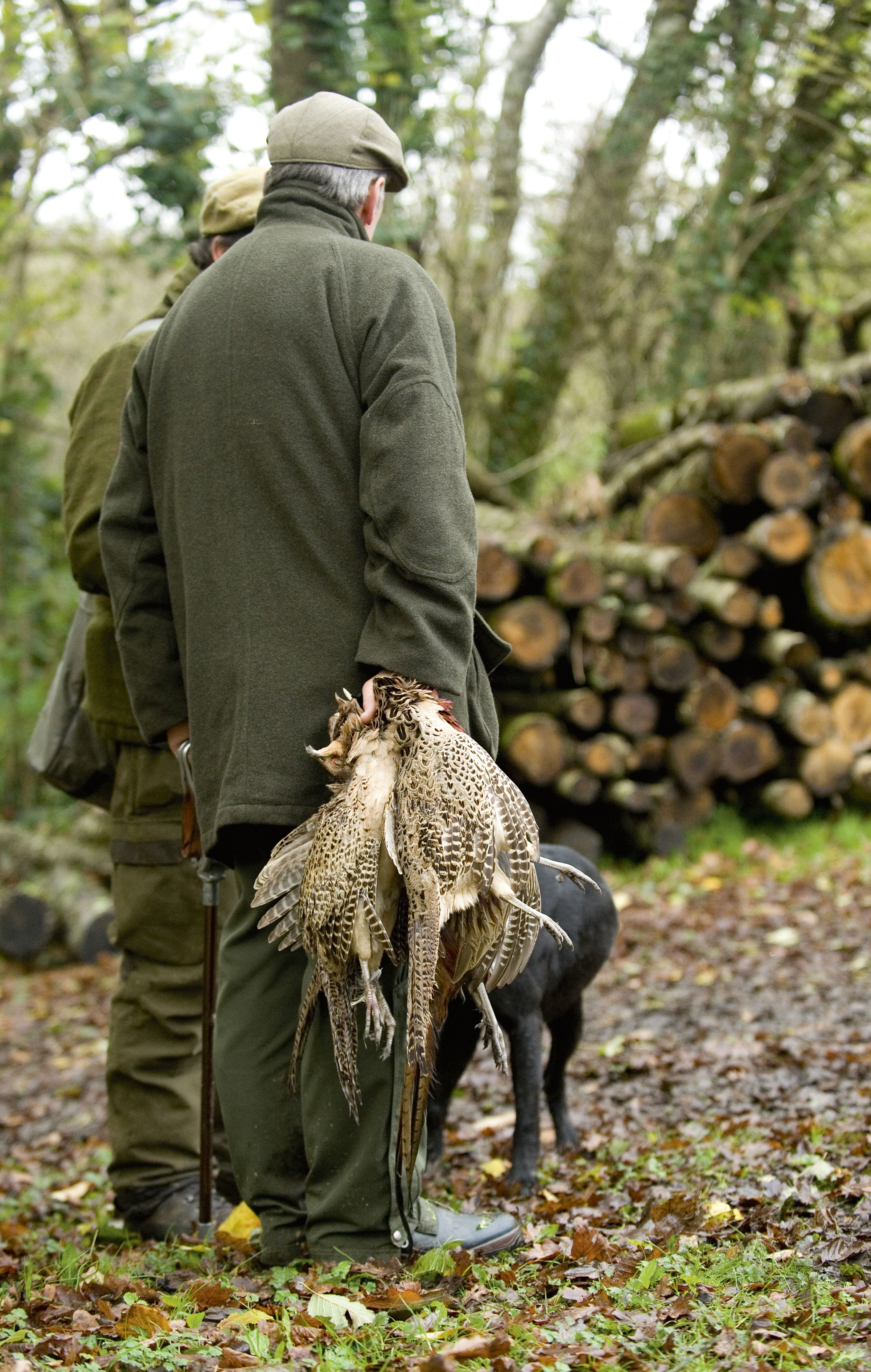 game birds pickingup
