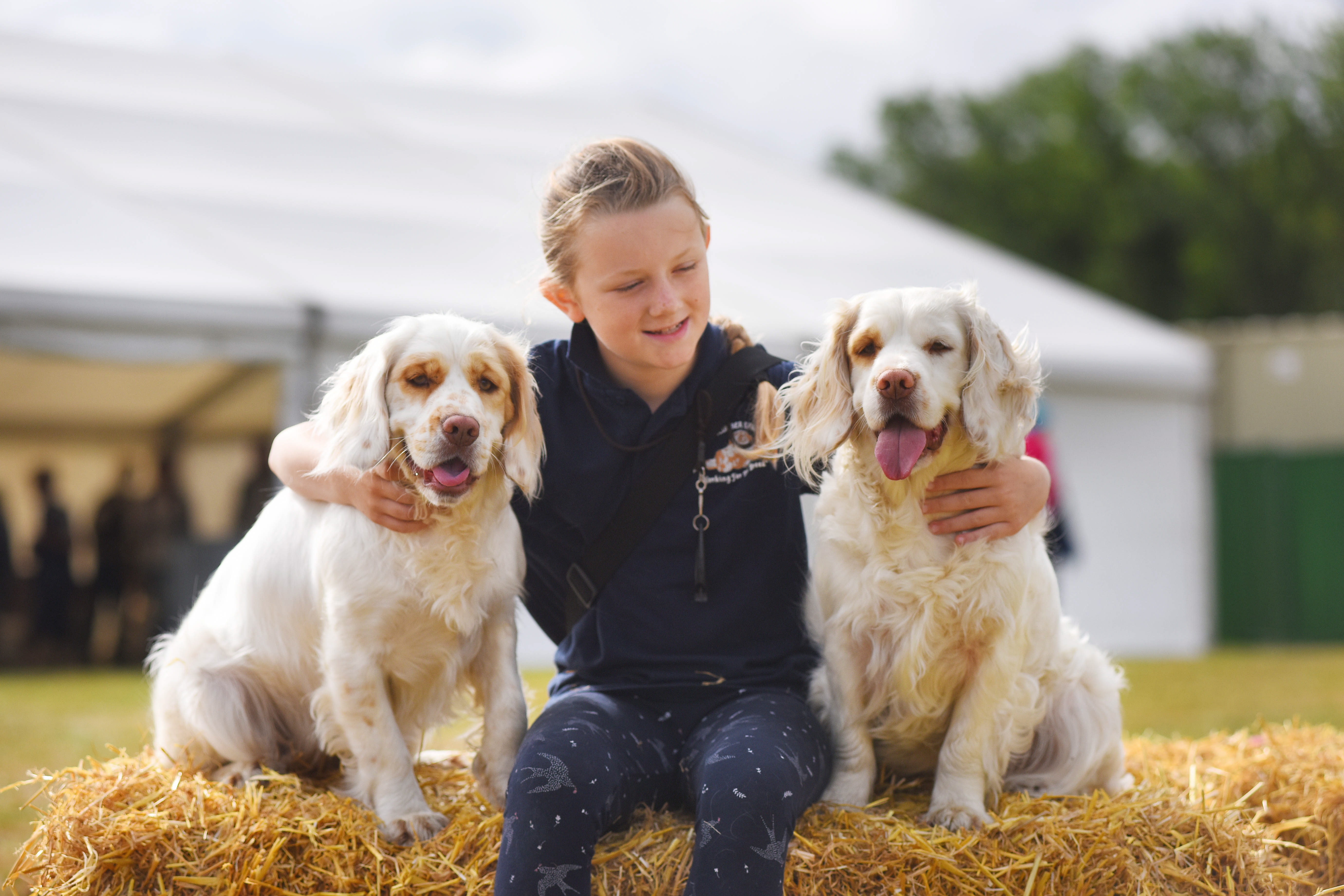 Clumber spaniels 
