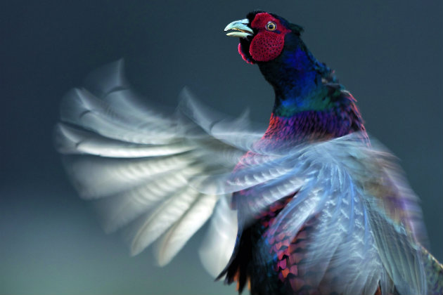 What makes a game bird fly well on shoot days?