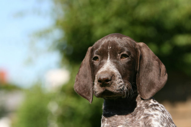 German short-haired pointer puppy