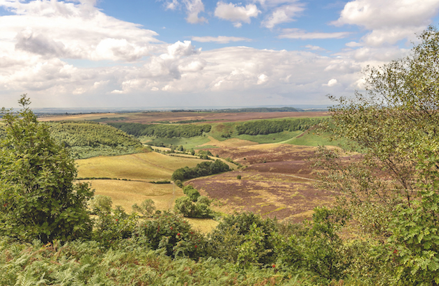 grouse moor
