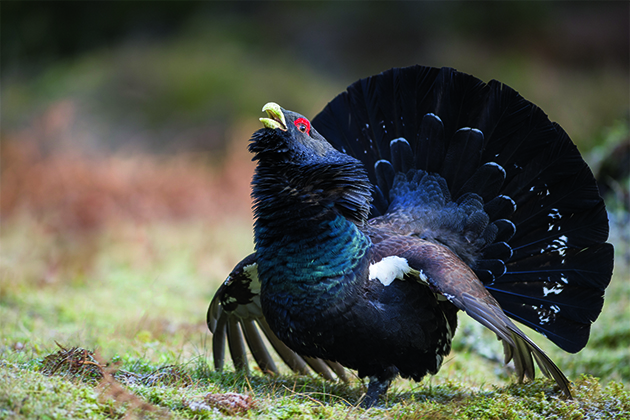 capercaillie lekking