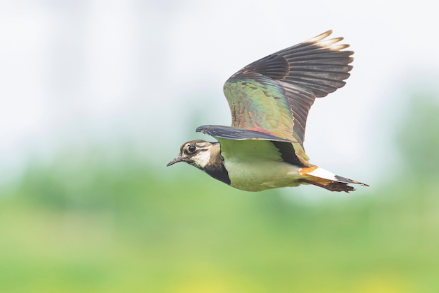 Lapwing