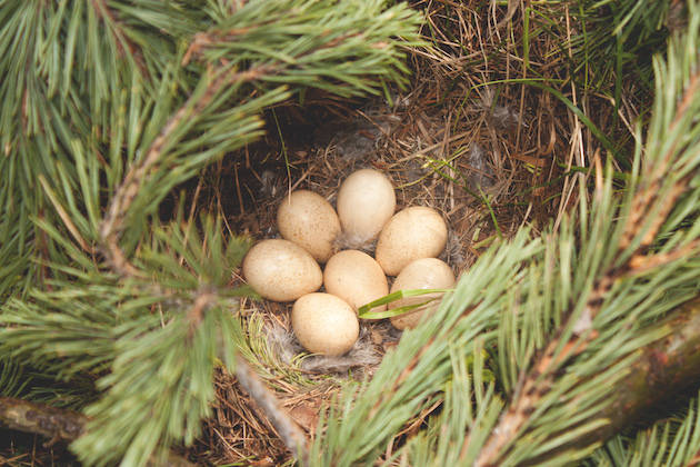 capercaillie eggs 