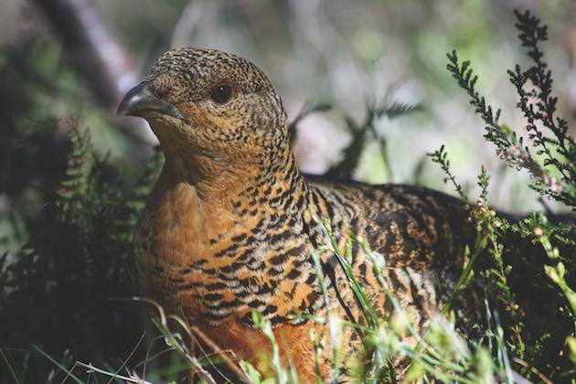 female capercaillie