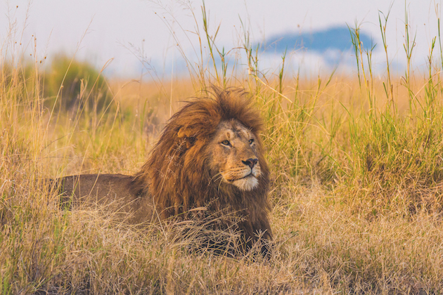 Lion in grassland 