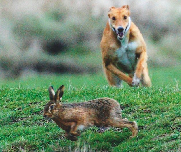 Ed Coles&#8217;s hare coursing law changes pass final hurdle