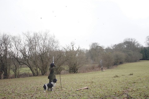 Pheasant shooting at Glanusk, Powys