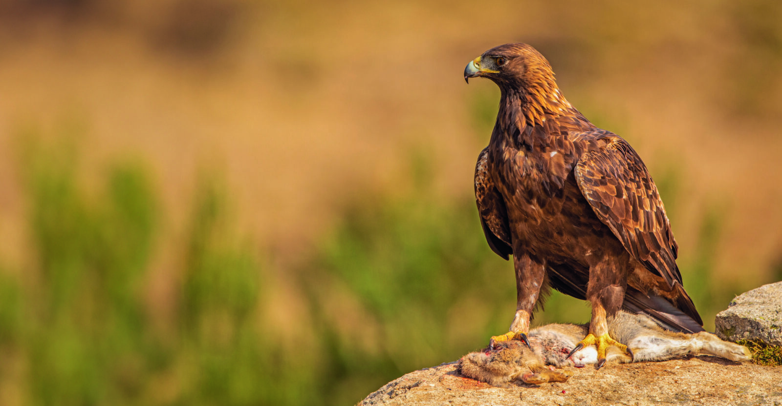 Missing golden eagle was shot, police believe