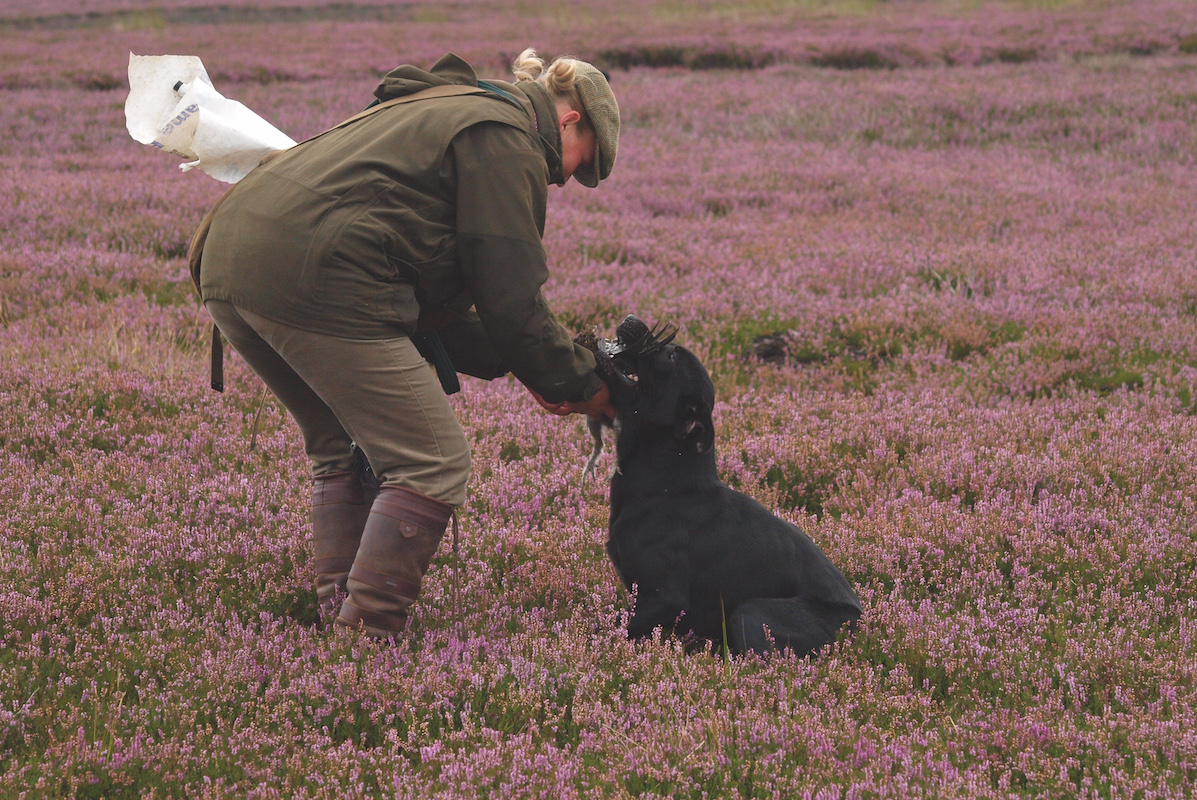 Dog picking up