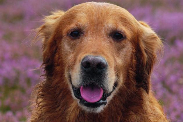 Hypothyroidism in dogs. What owners need to know