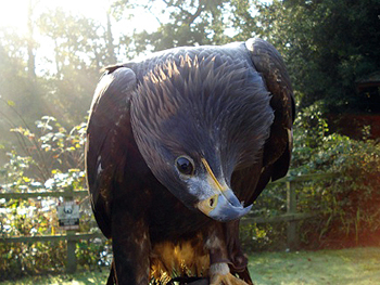 RSPCA blamed over eagle death
