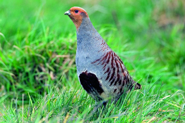 grey-partridge-pg-8