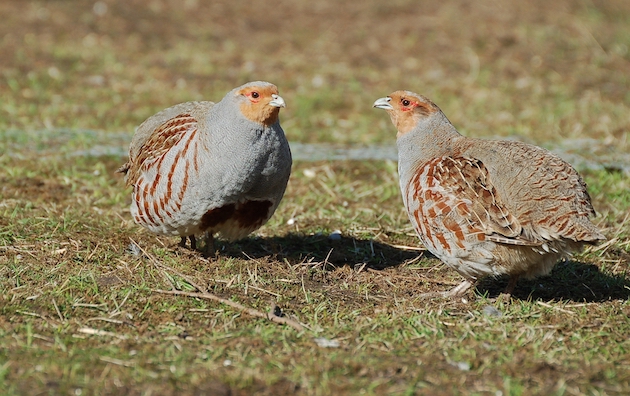 Grey partridges