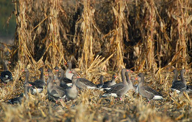 Greylag